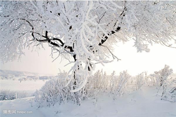 冬天的雪景