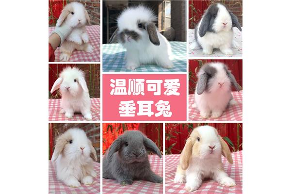 小白兔怎么分公母