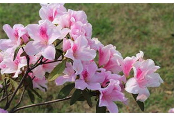 关于杜鹃花的诗