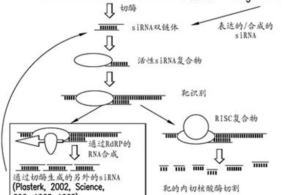 rna干扰