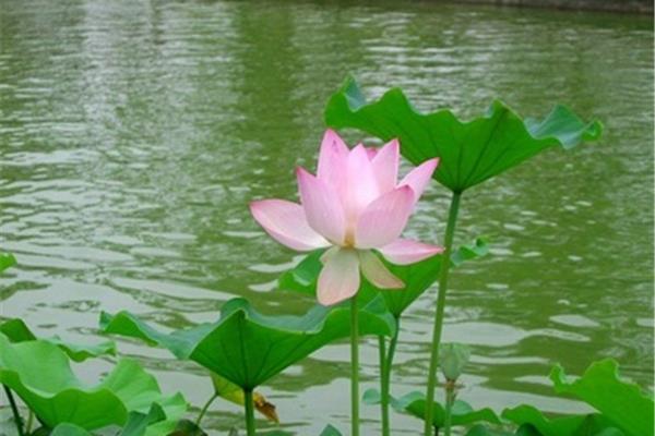 荷花的寓意和象征