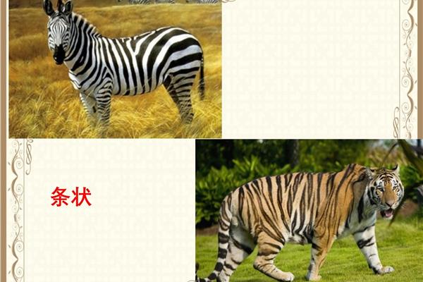 动物花花衣