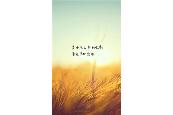 生活没有如果