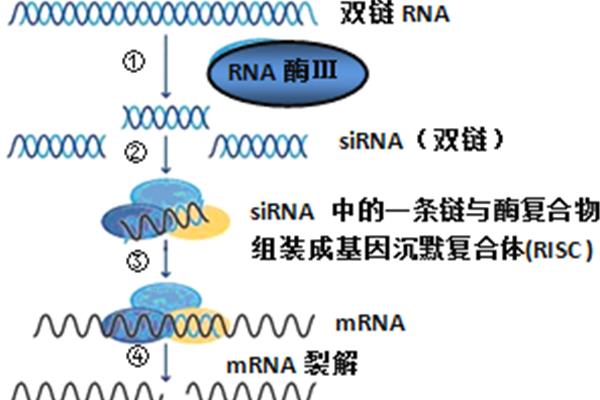 rna干扰