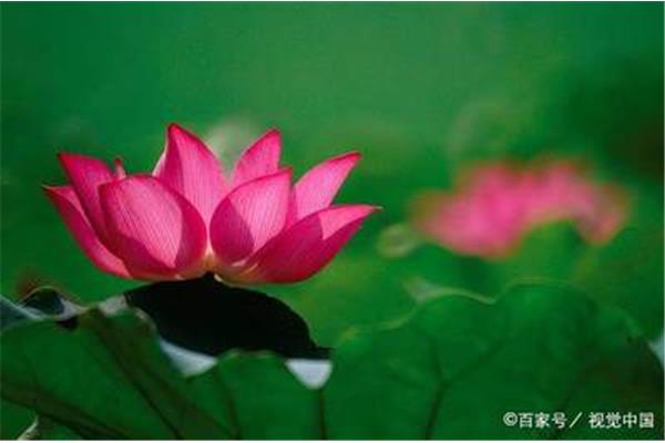 荷花的寓意和象征