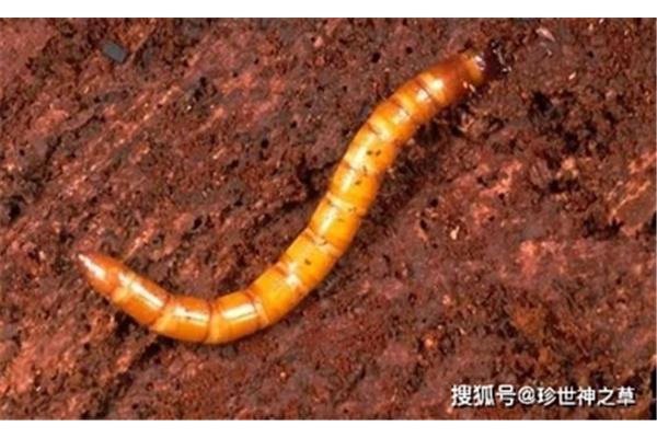 金针虫成虫图片