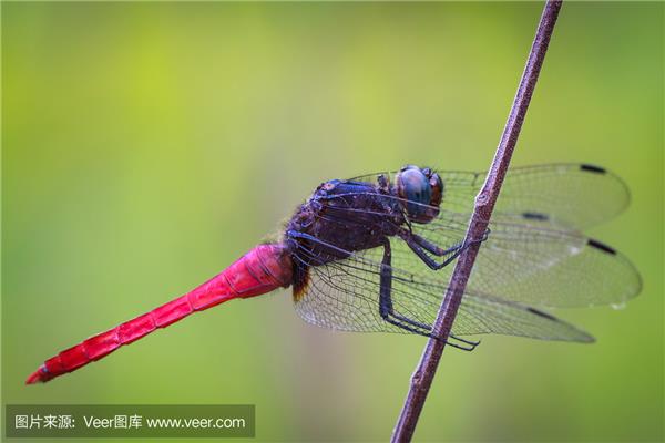 蜻蜓的蜓怎么组词