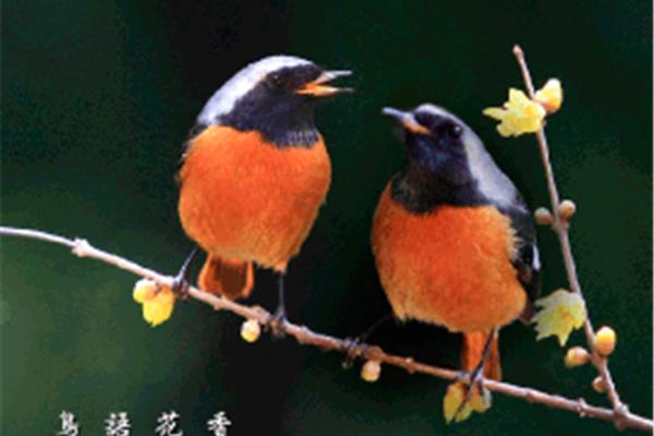 鸟儿为什么会飞