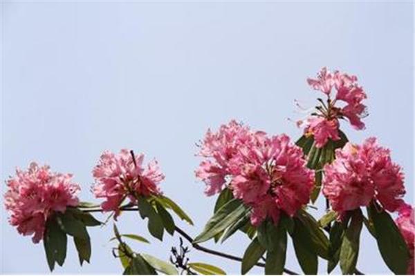 关于杜鹃花的诗
