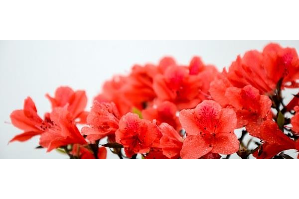 关于杜鹃花的诗