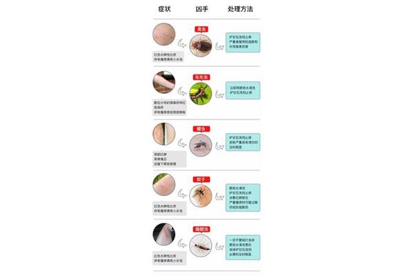 蜱虫有毒吗