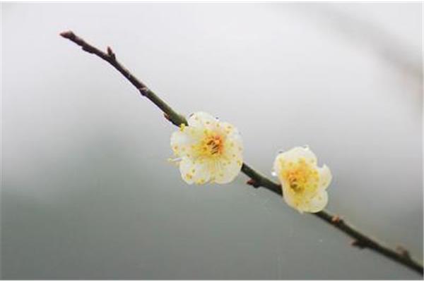 昨夜一枝开