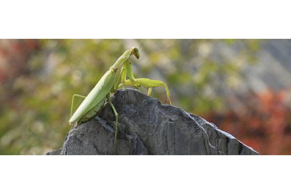 狭翅大刀螳