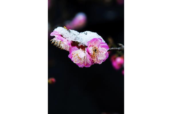 昨夜一枝开