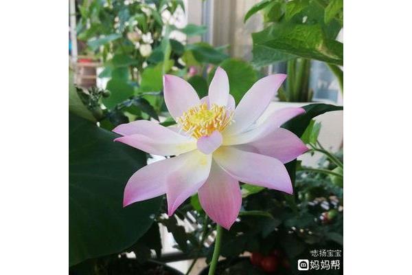 米汤淋头打一明星