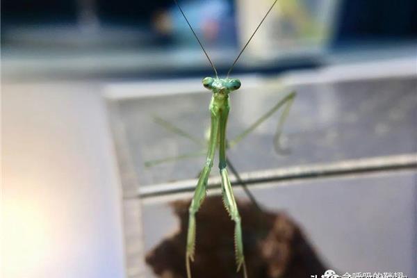 狭翅大刀螳