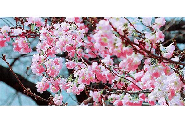 绿树阴浓夏日长
