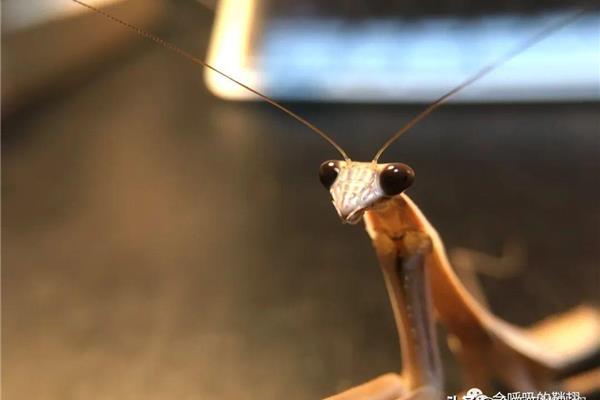 狭翅大刀螳