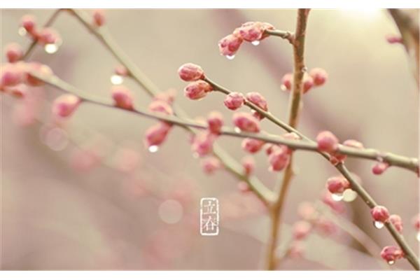 立春是什么生肖