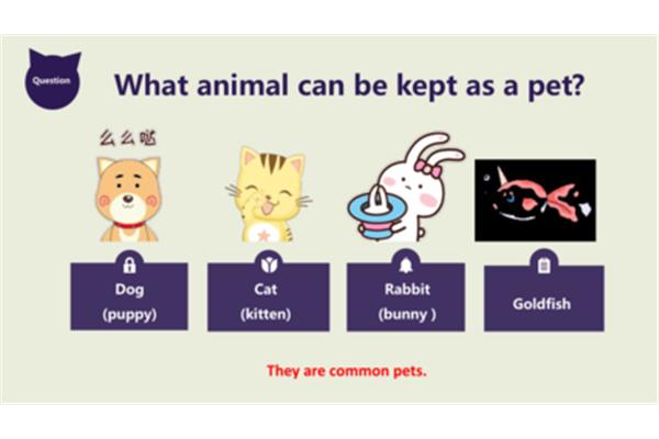 pets英语