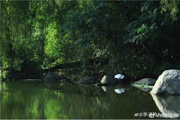 绿树阴浓夏日长