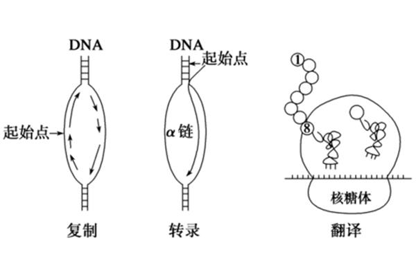核糖体简图