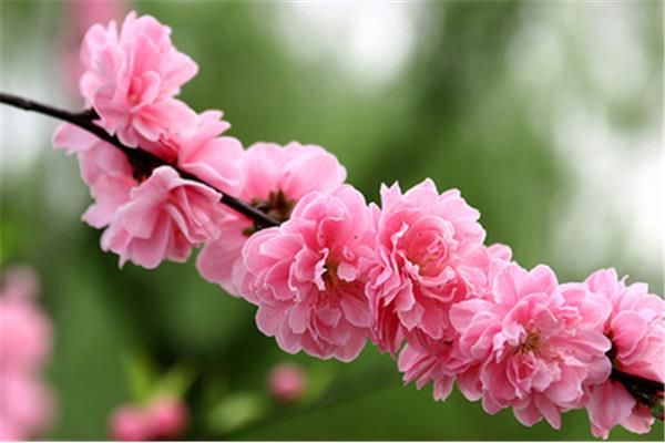春暖花开最新