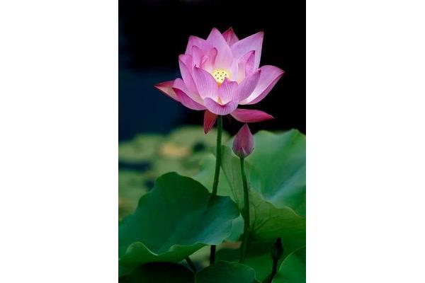 关于莲花的诗