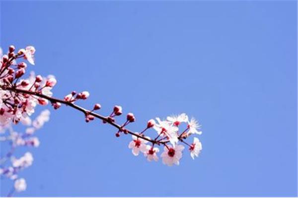 形容早春的诗句