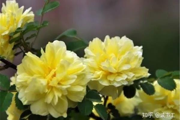 形容花的诗句