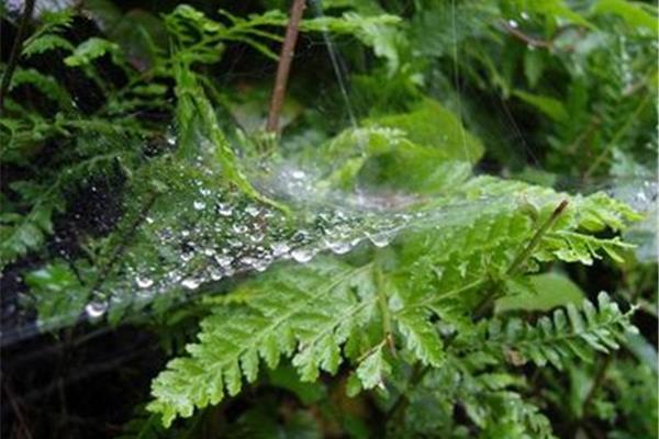 关于春雨的诗