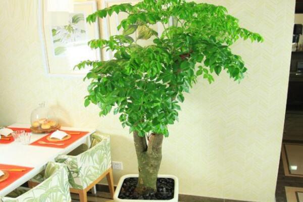 幸福树如何养殖