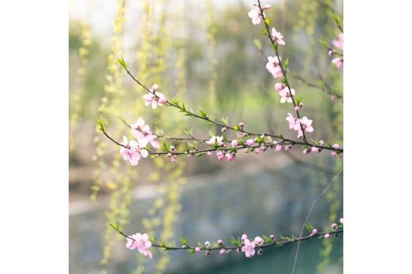 春暖花开最新