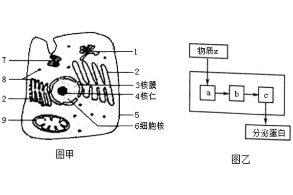 核糖体简图