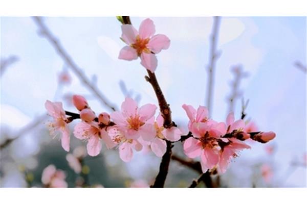 春暖花开最新