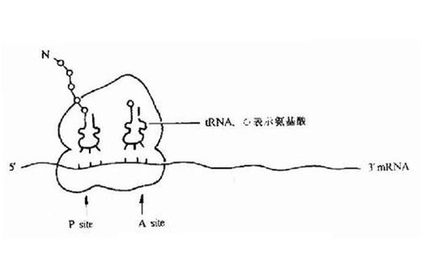 核糖体简图