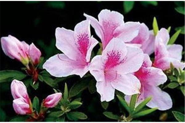杜鹃花诗句大全