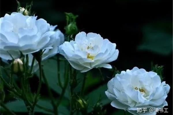 形容花的诗句