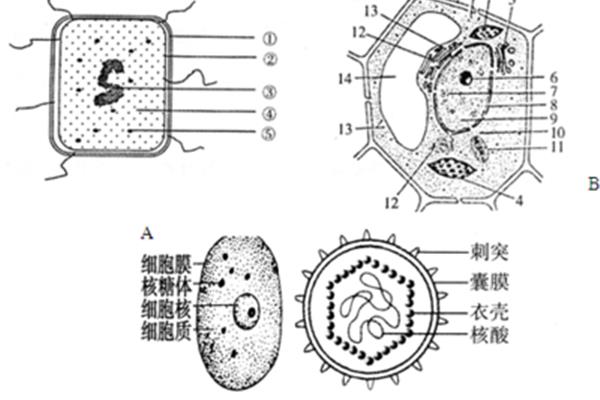 核糖体简图