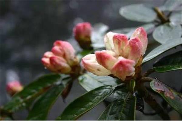 杜鹃花诗句大全