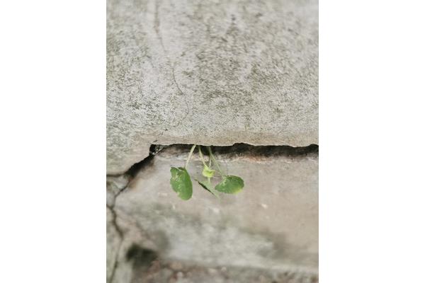 夹缝中求生存