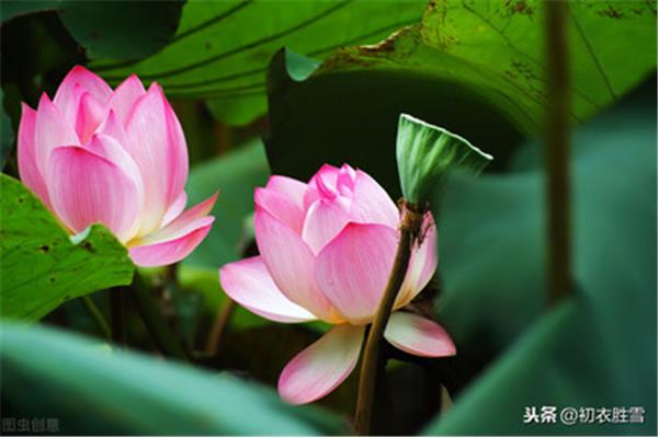 关于莲花的诗