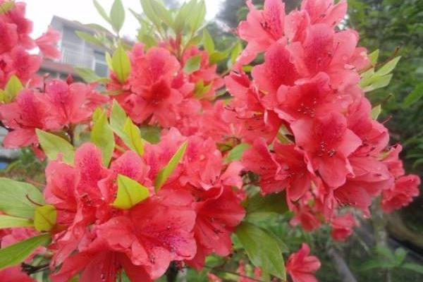 杜鹃花诗句大全