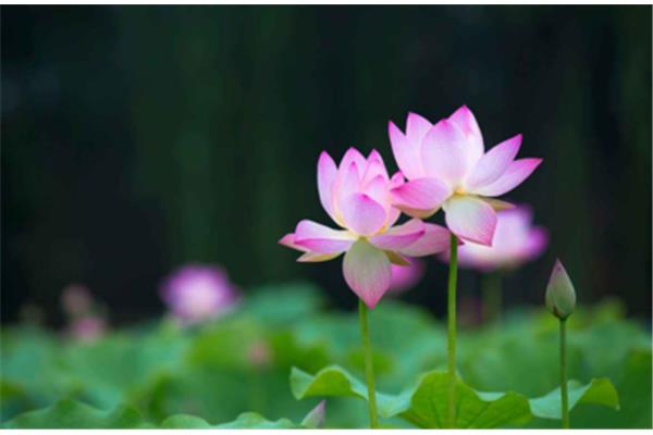 关于莲花的诗