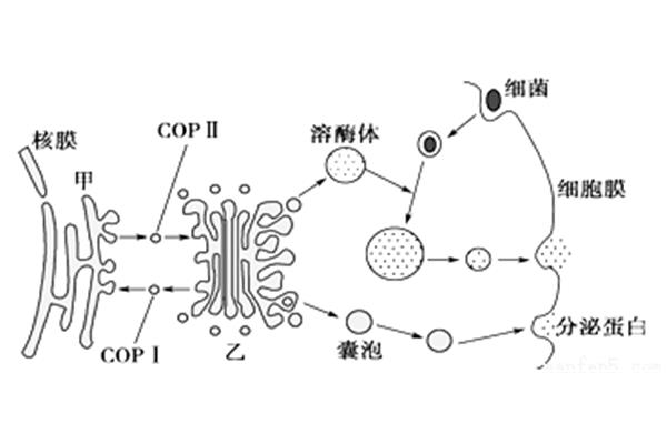 核糖体简图