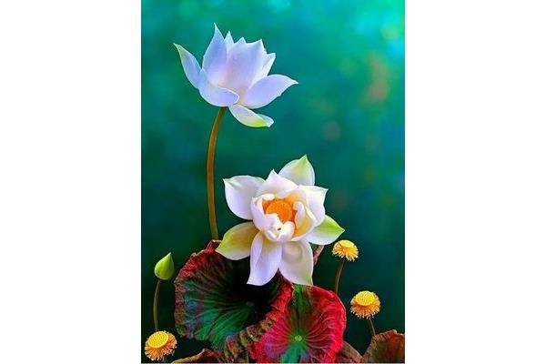 关于莲花的诗