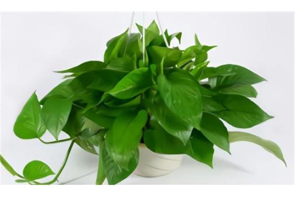 植物怎么写