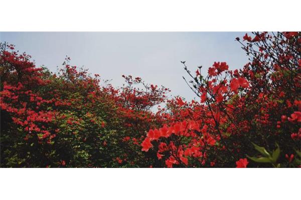 杜鹃花的诗句