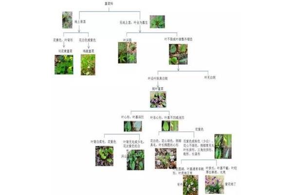 植物怎么写