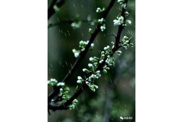 春雨淅沥沥